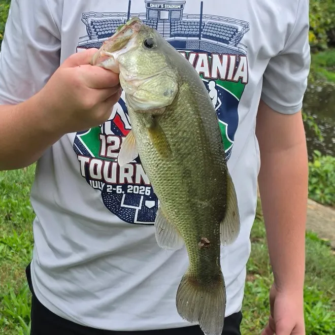 Largemouth bass caught on Fishbrain