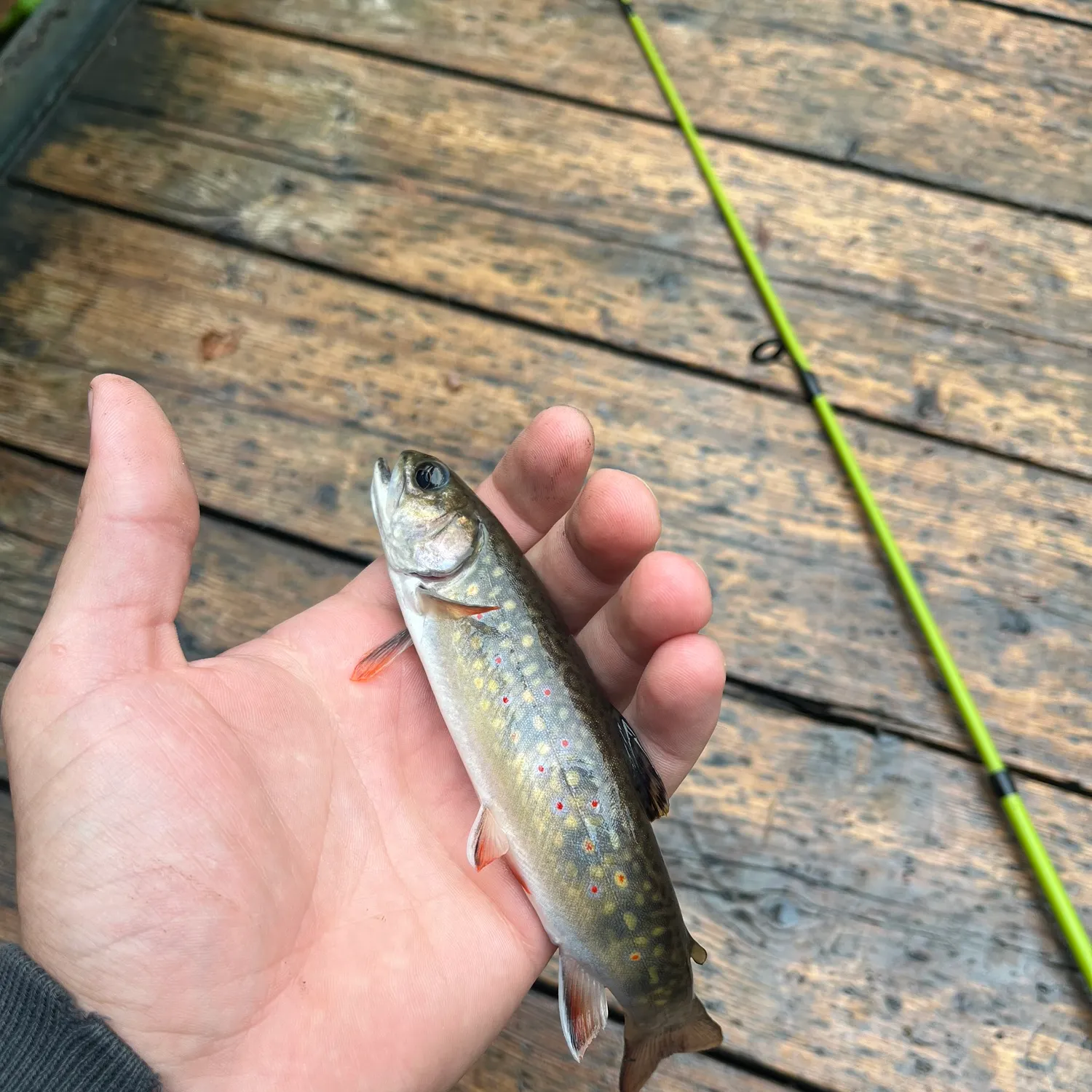 Brook trout caught on Fishbrain