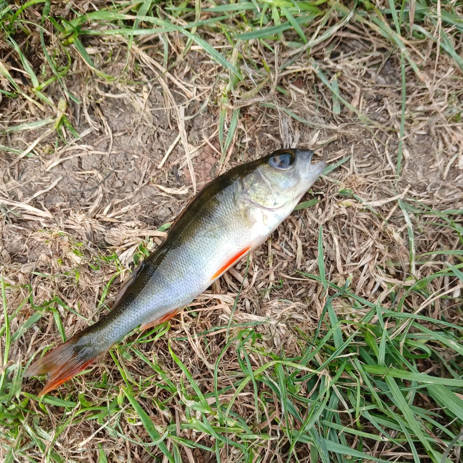 European perch caught on Fishbrain