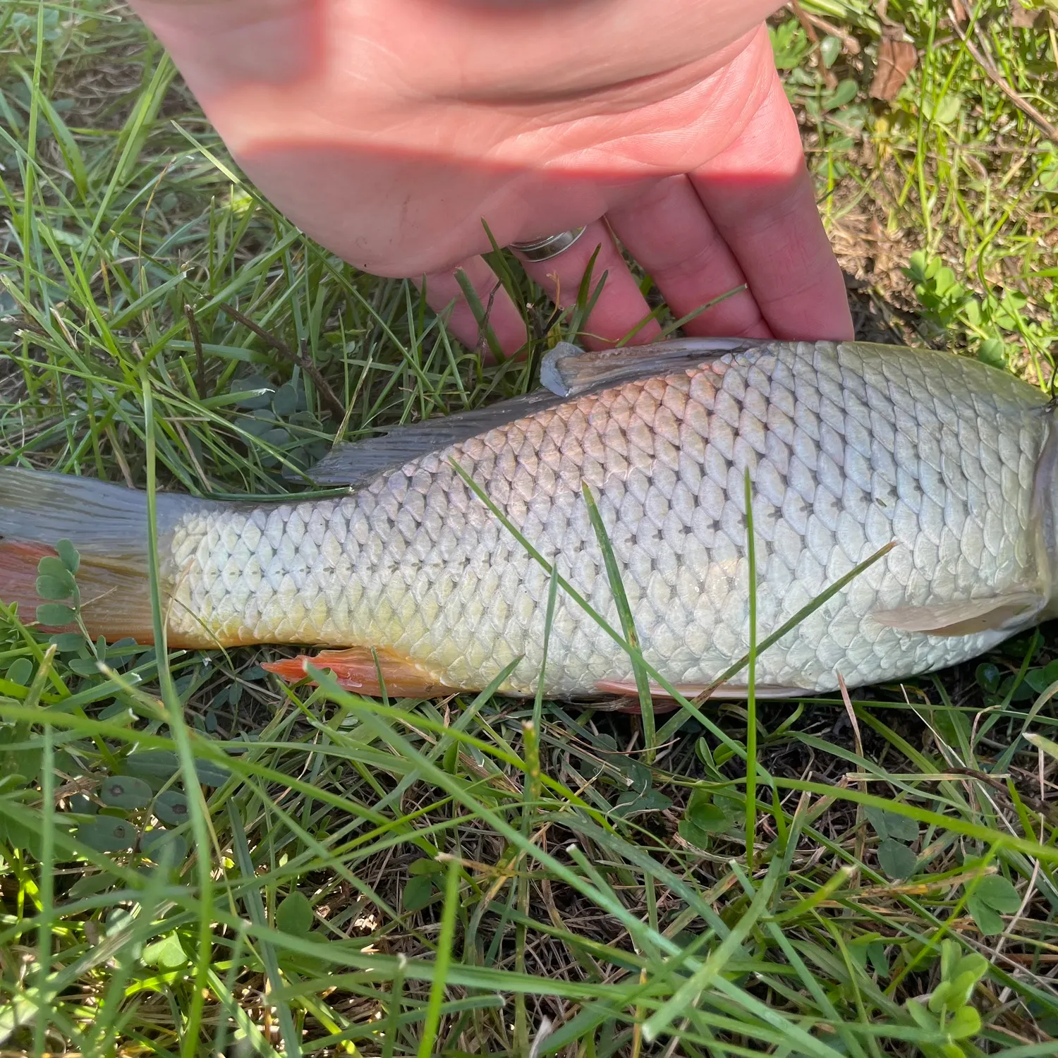 The most recent Greater redhorse catches on Fishbrain