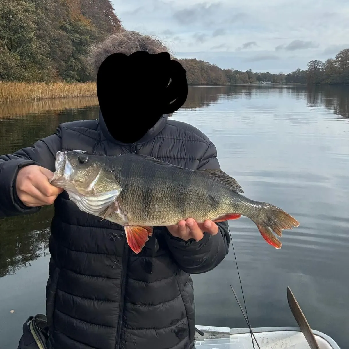 European perch caught on Fishbrain