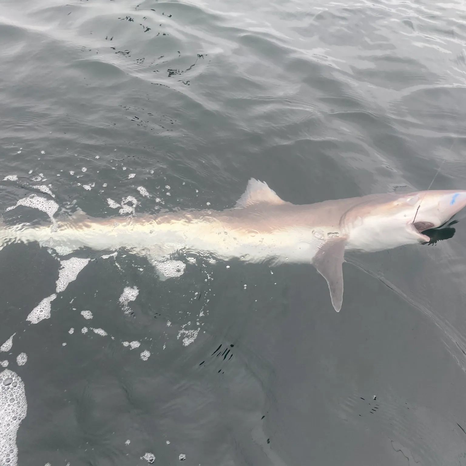 The most recent Tope shark catches on Fishbrain