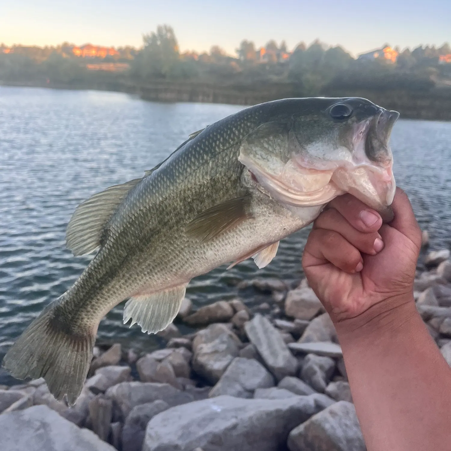 Largemouth bass caught on Fishbrain