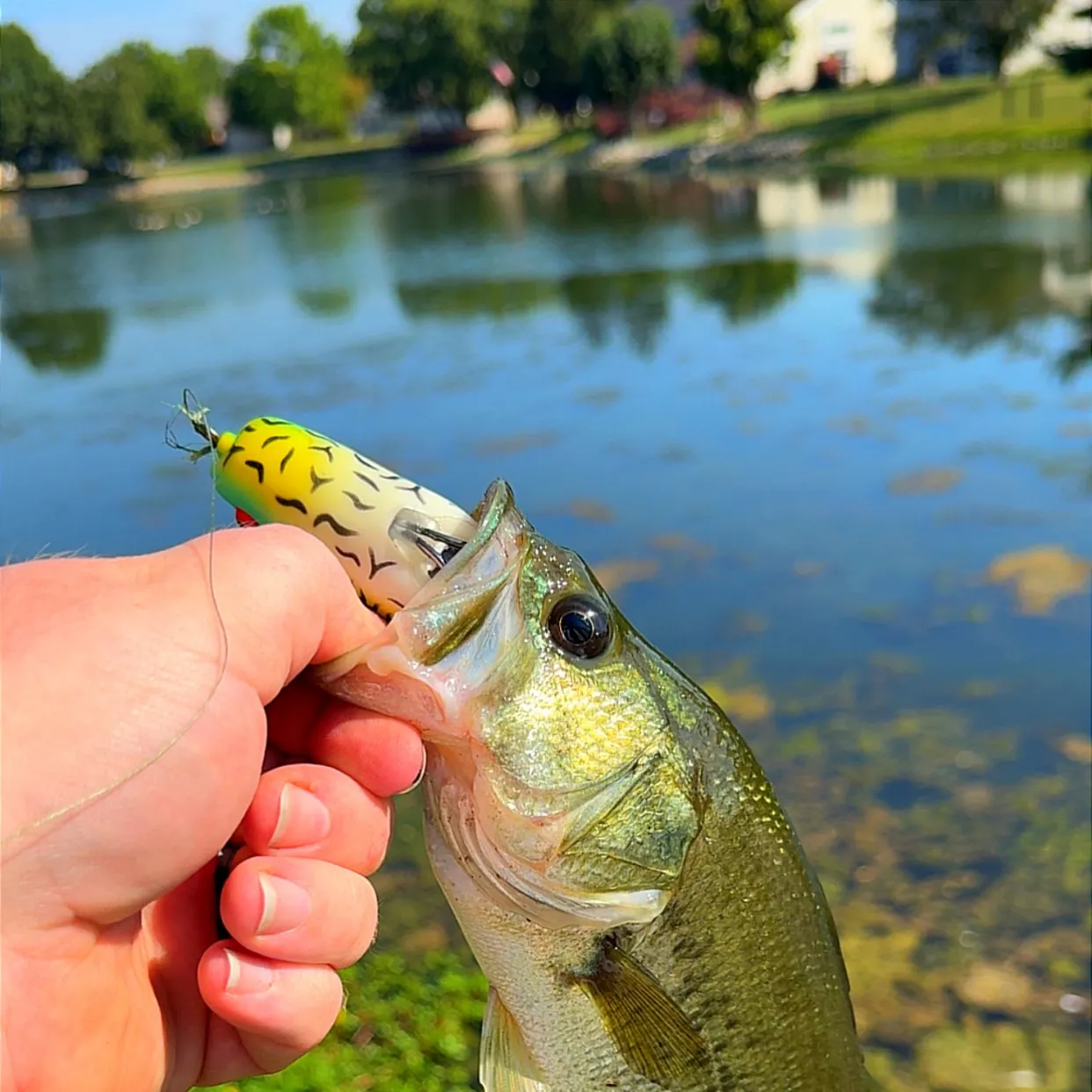 Largemouth bass caught on Fishbrain