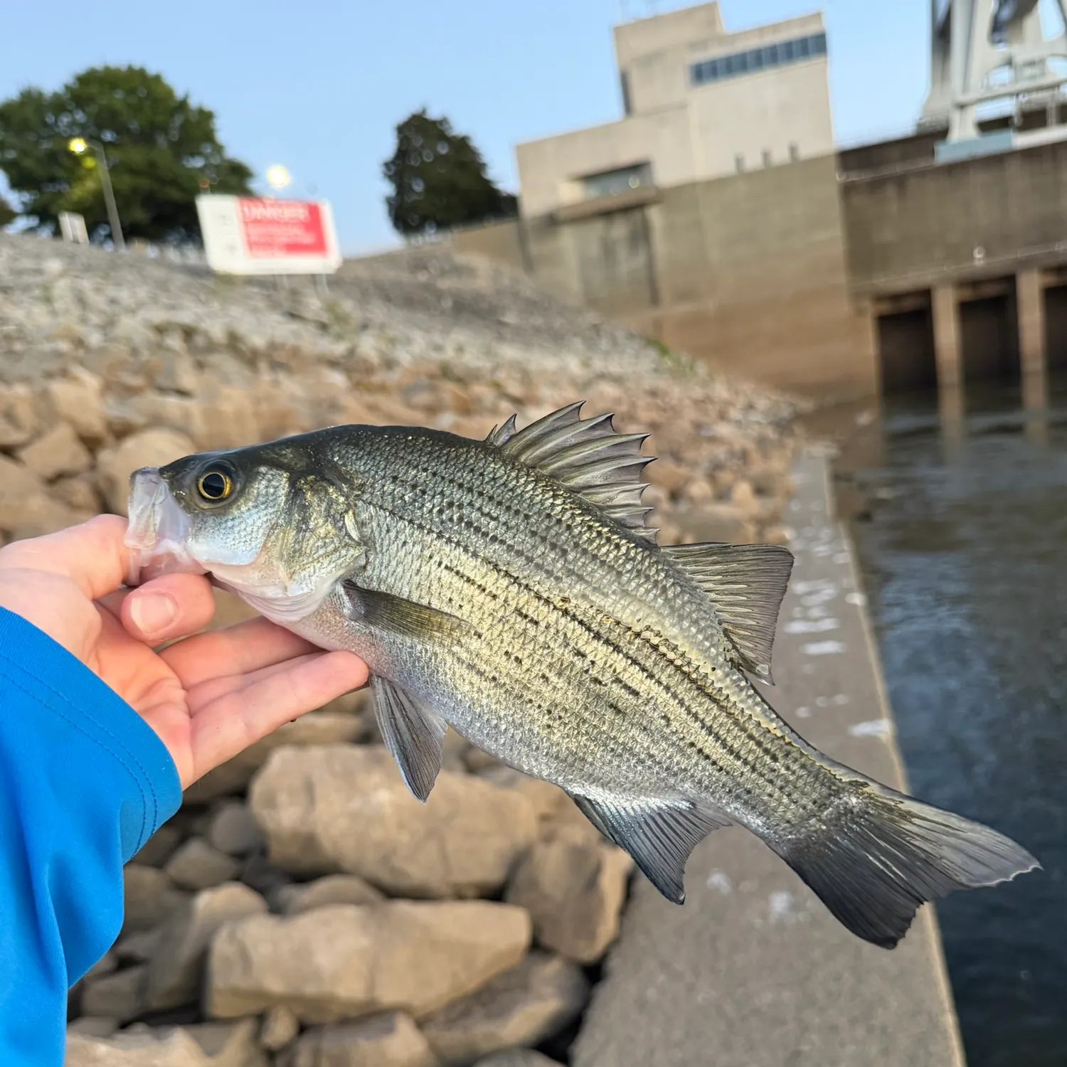 White bass caught on Fishbrain