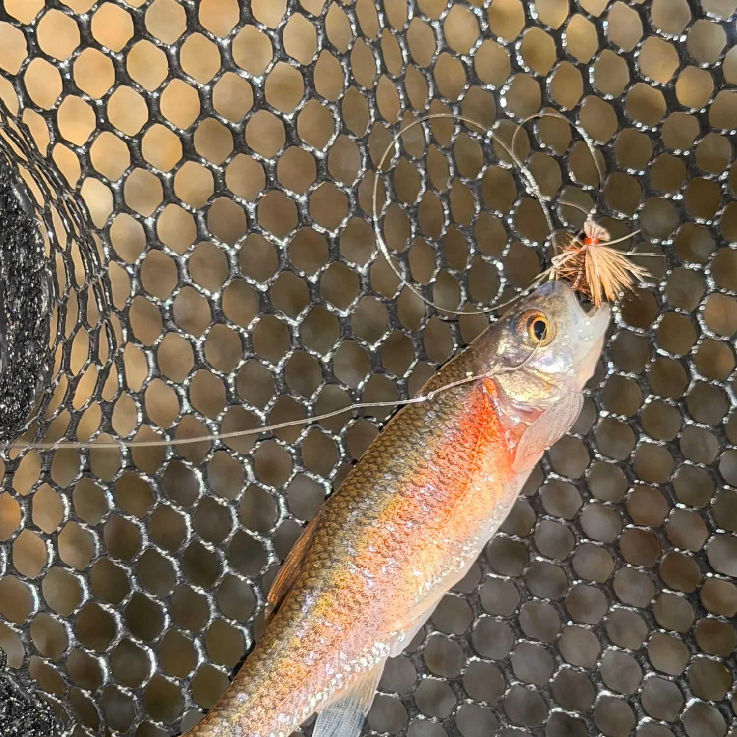 The most recent Rosyside dace catches on Fishbrain