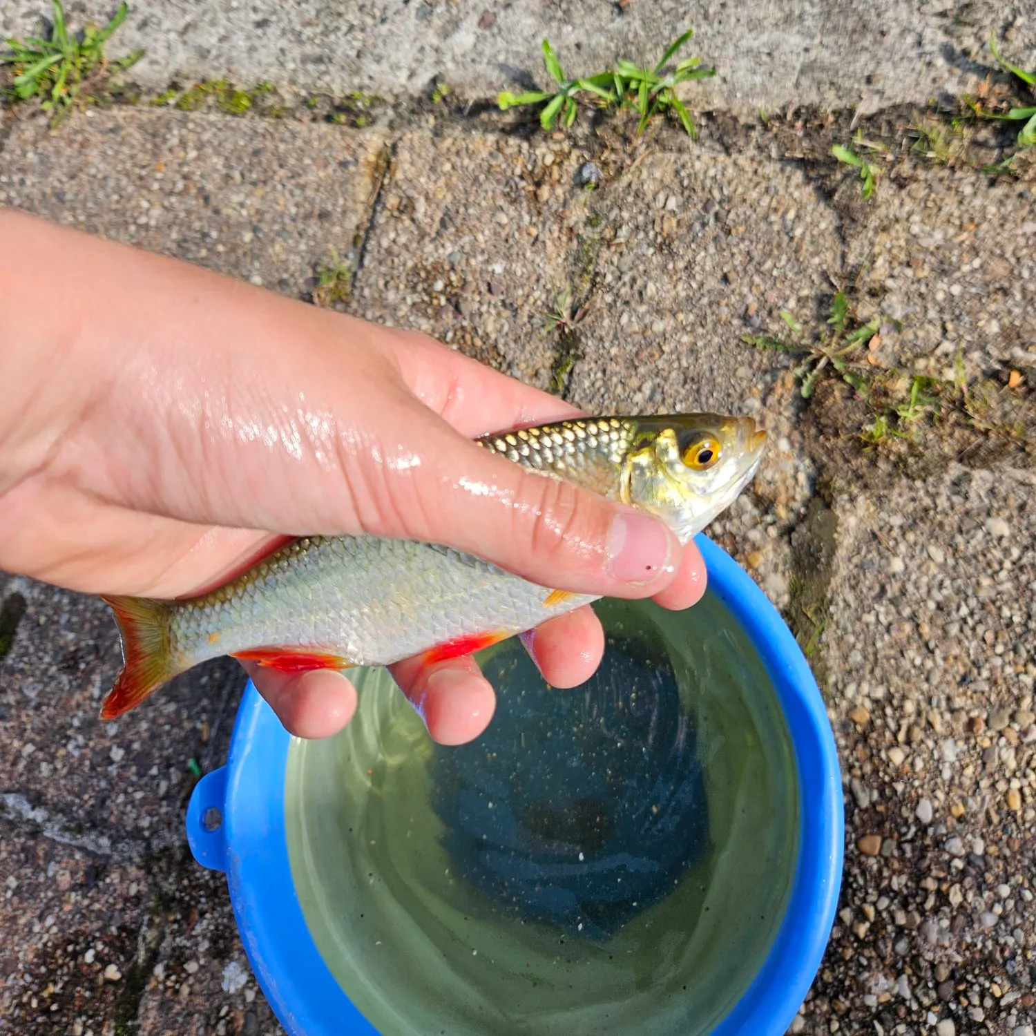 Common roach caught on Fishbrain