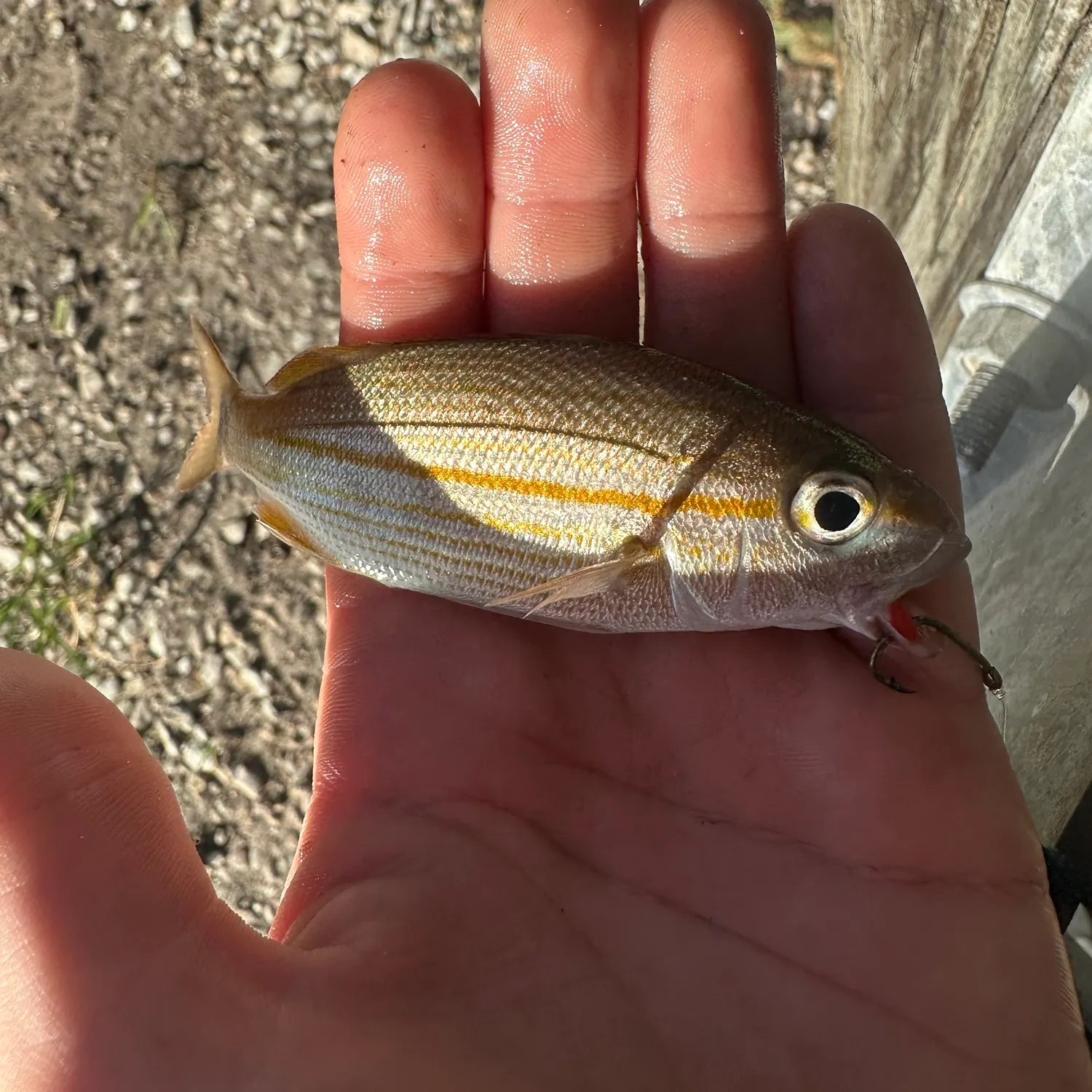 The most recent Tomtate grunt catches on Fishbrain