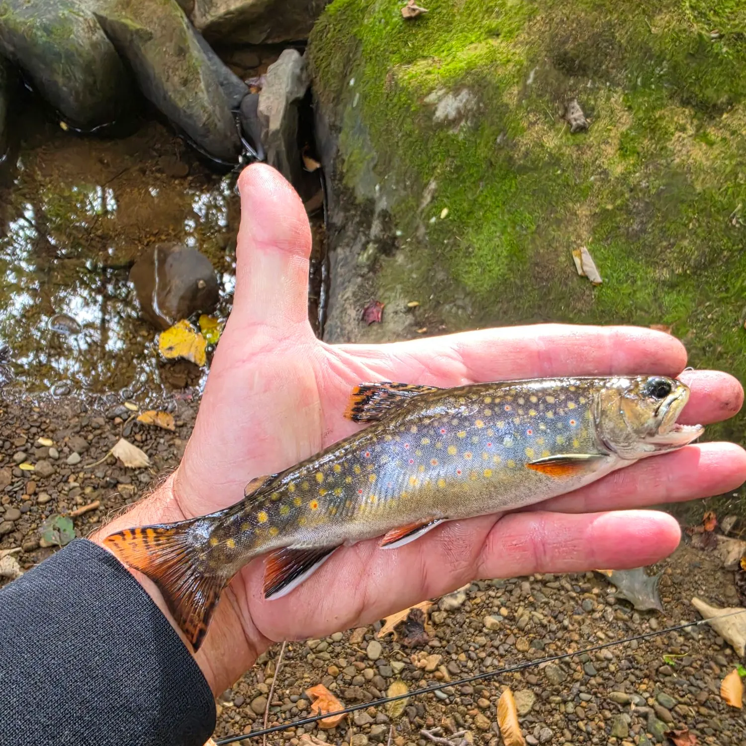 Brook trout caught on Fishbrain
