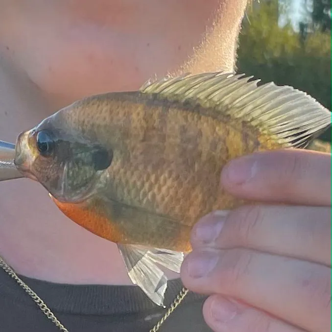 Bluegill caught on Fishbrain
