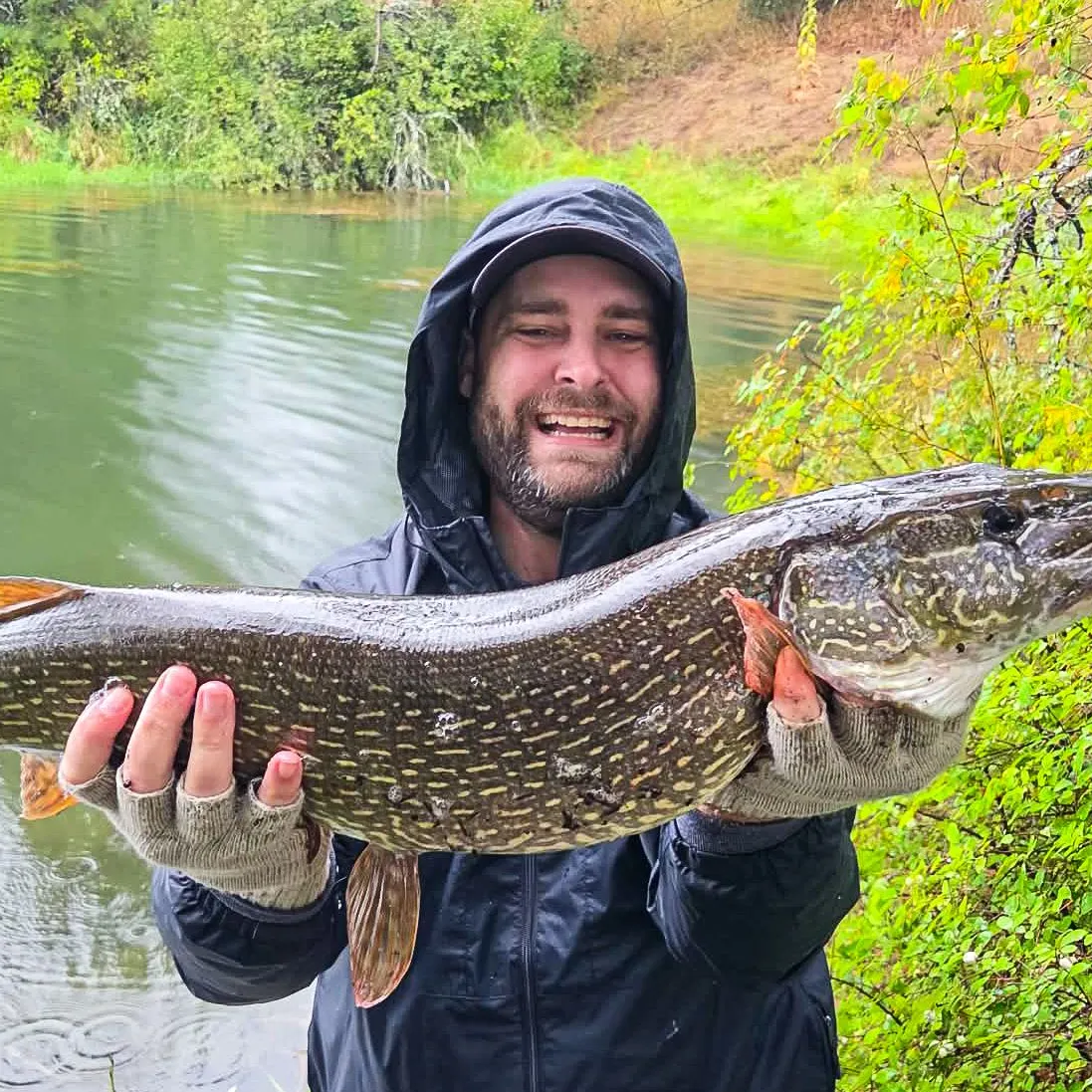 Northern pike caught on Fishbrain