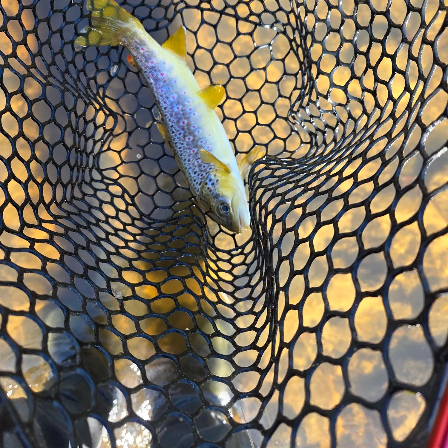 Brown trout caught on Fishbrain
