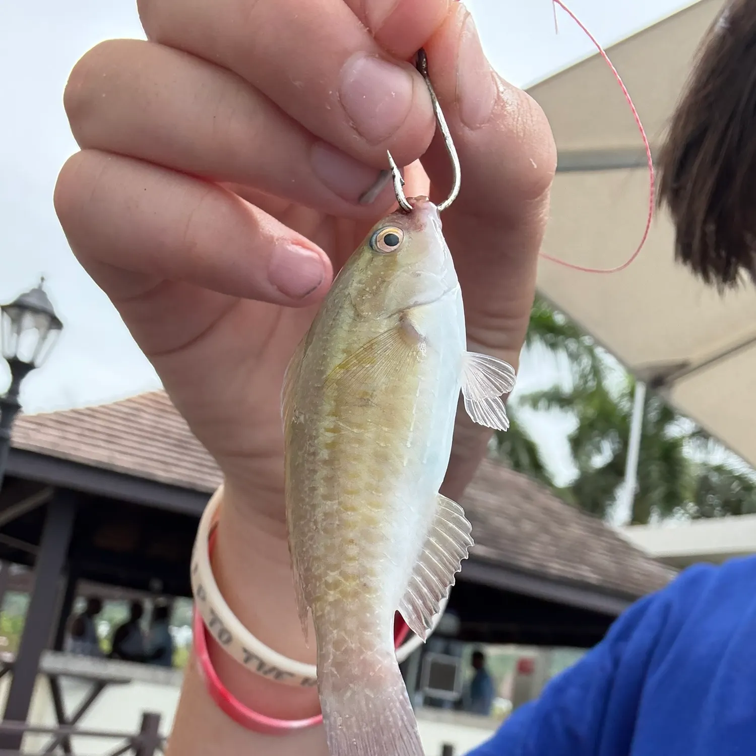 The most recent Common parrotfish catches on Fishbrain
