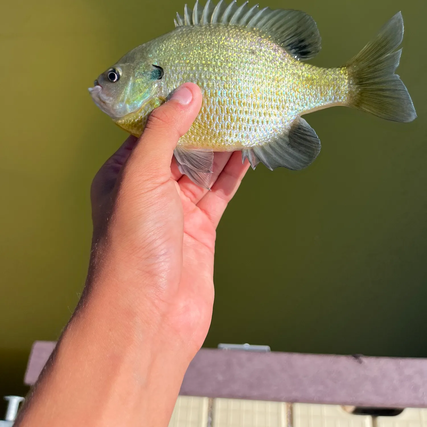 Fish caught on Fishbrain