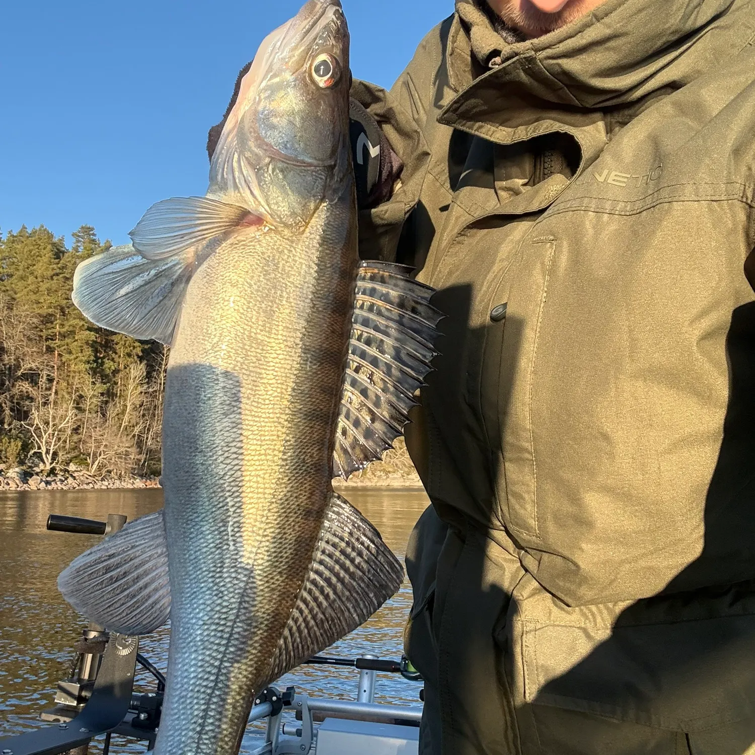 The most recent Zander catches on Fishbrain