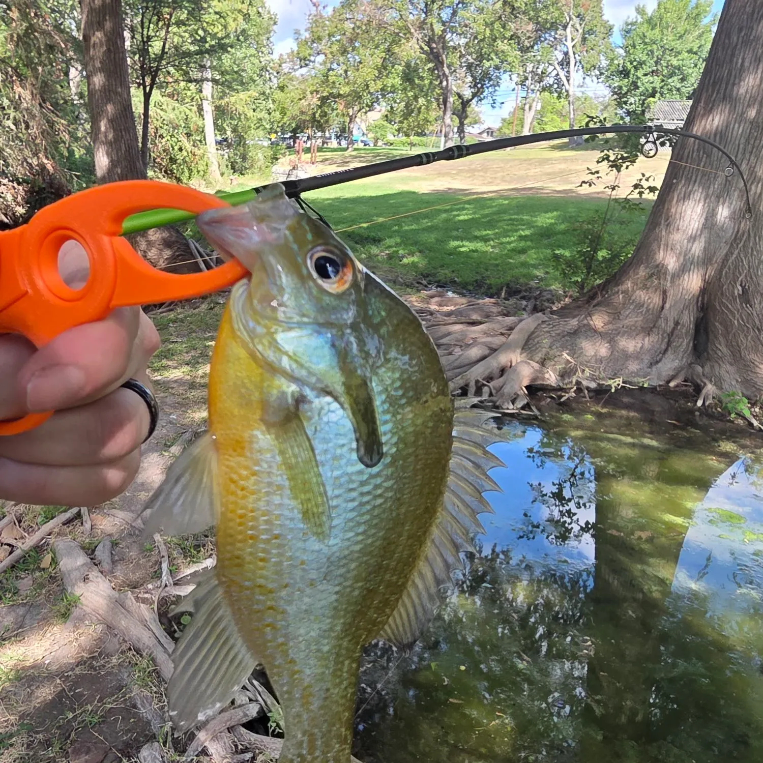 Redbreast sunfish caught on Fishbrain