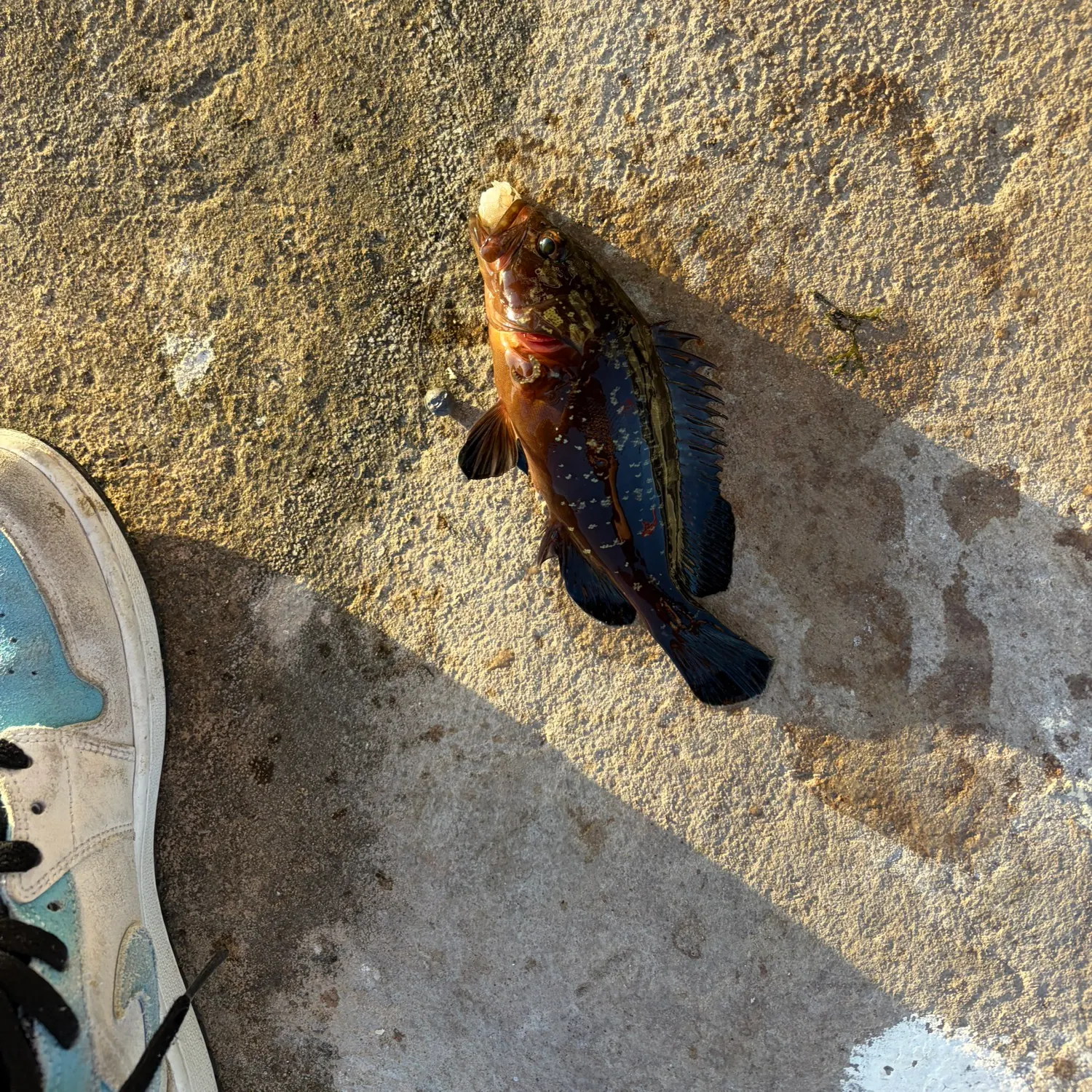 Fish caught on Fishbrain
