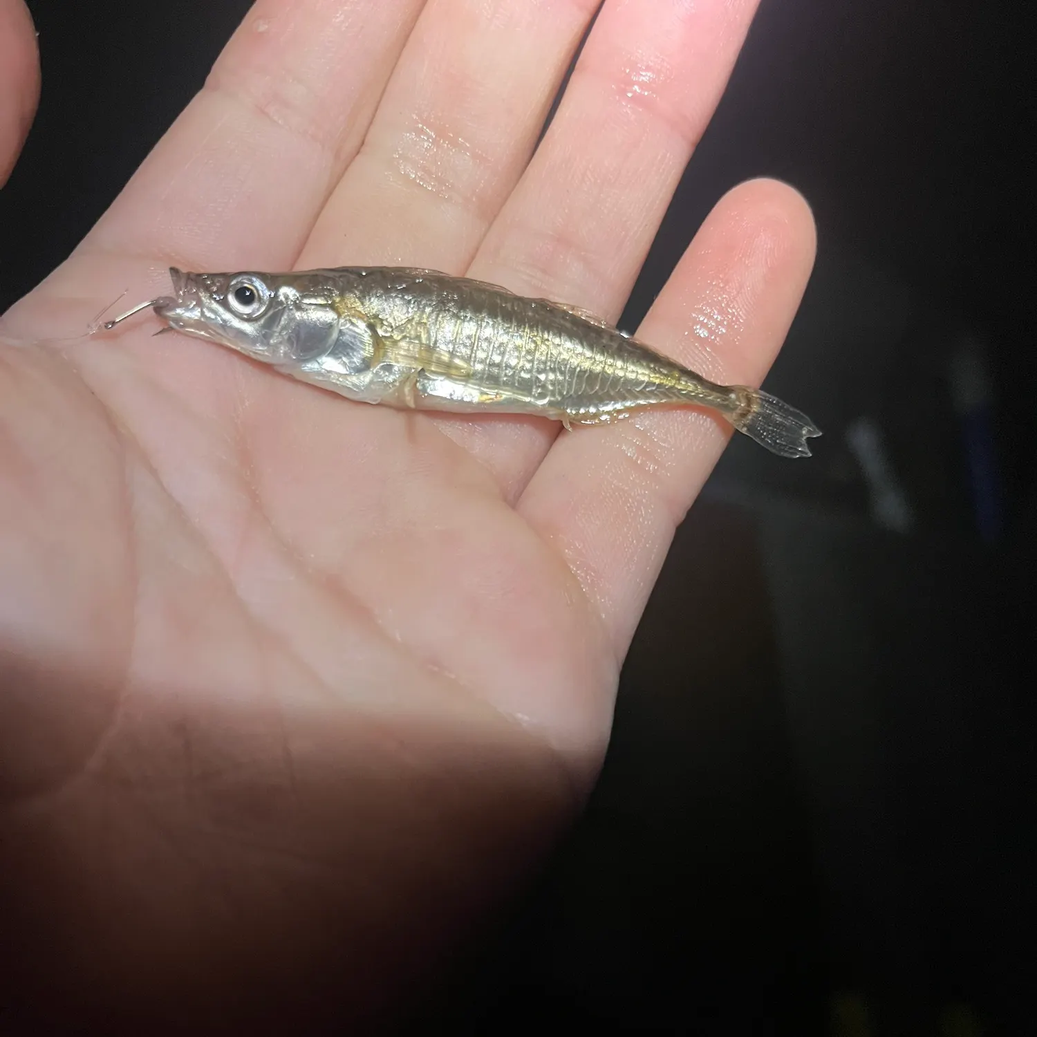 The most recent Three-spined stickleback catches on Fishbrain