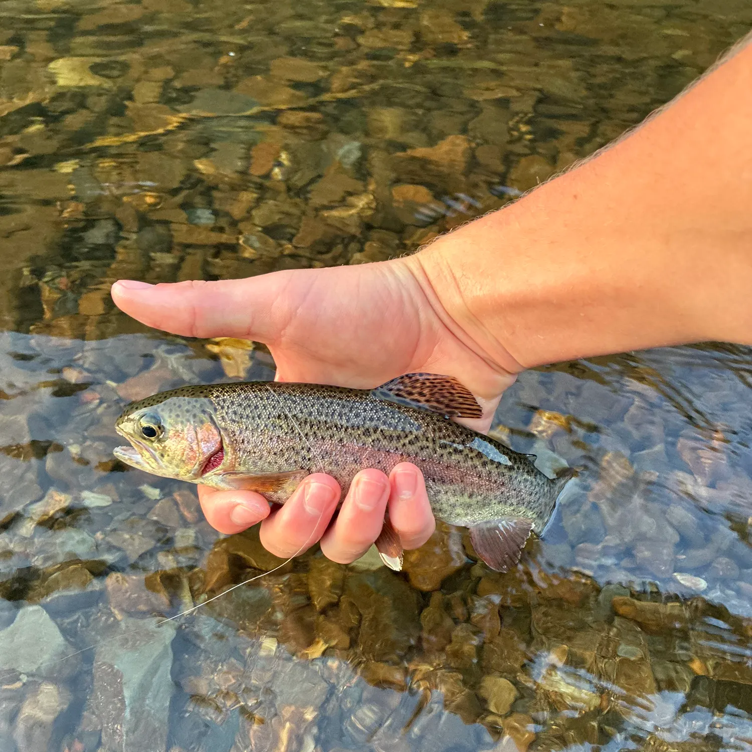 Fish caught on Fishbrain