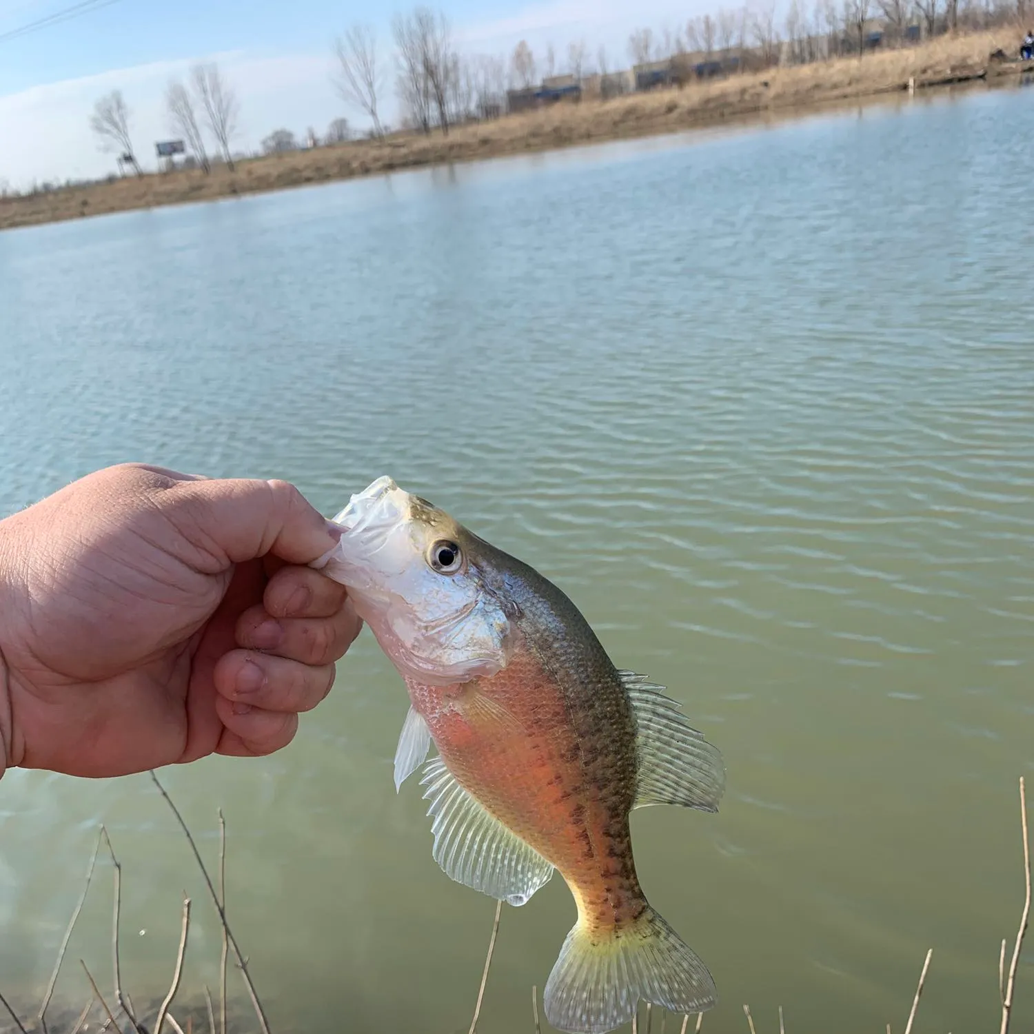 White crappie caught on Fishbrain