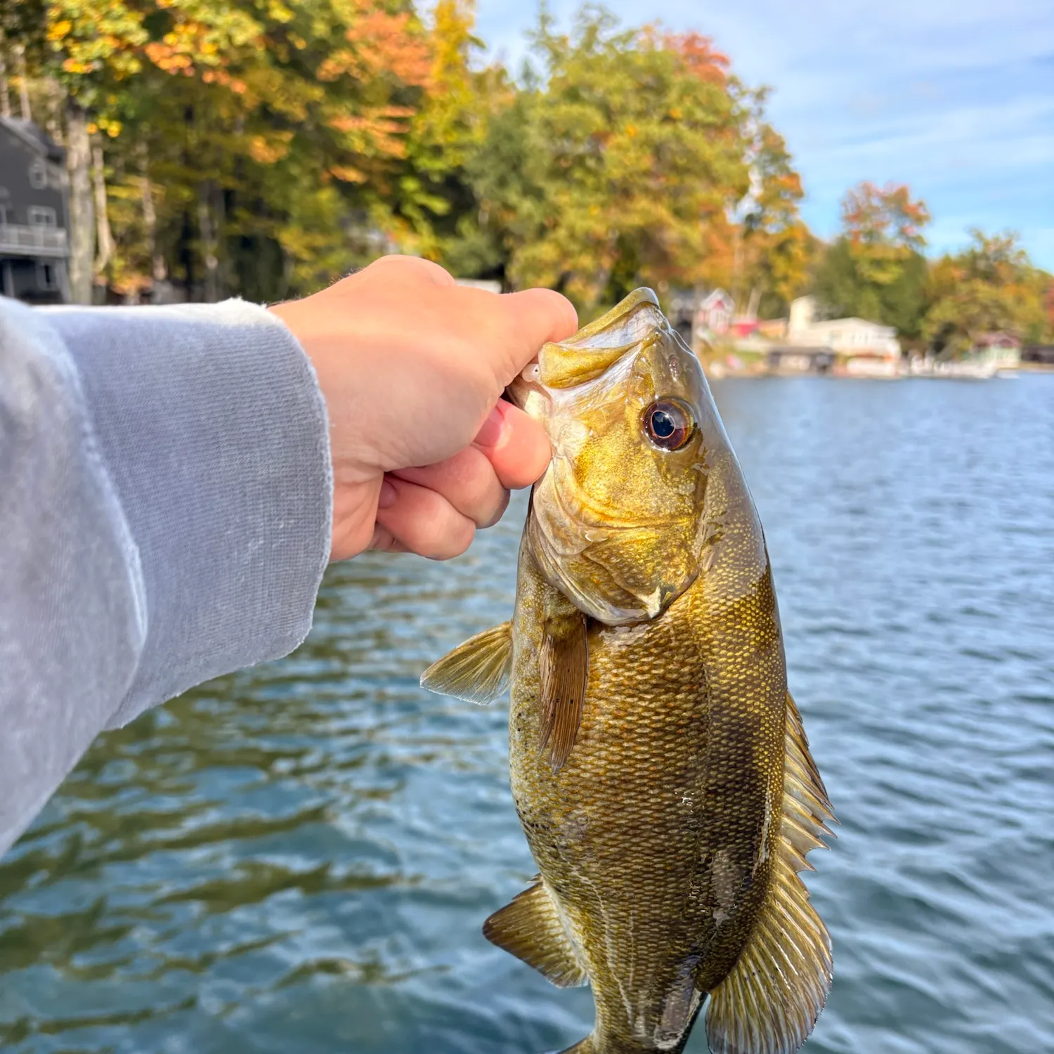Smallmouth bass caught on Fishbrain