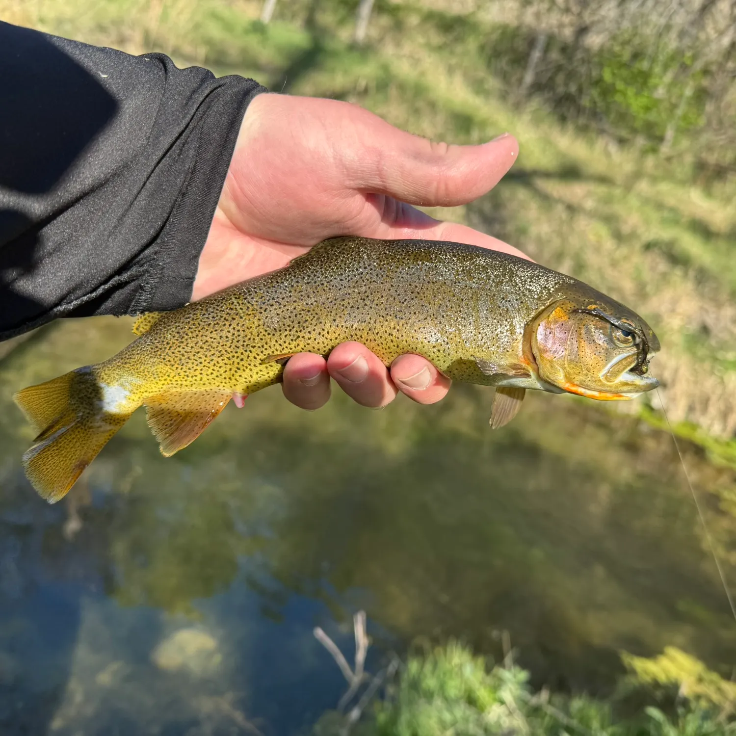 Snake River fine-spotted cutthroat trout caught on Fishbrain