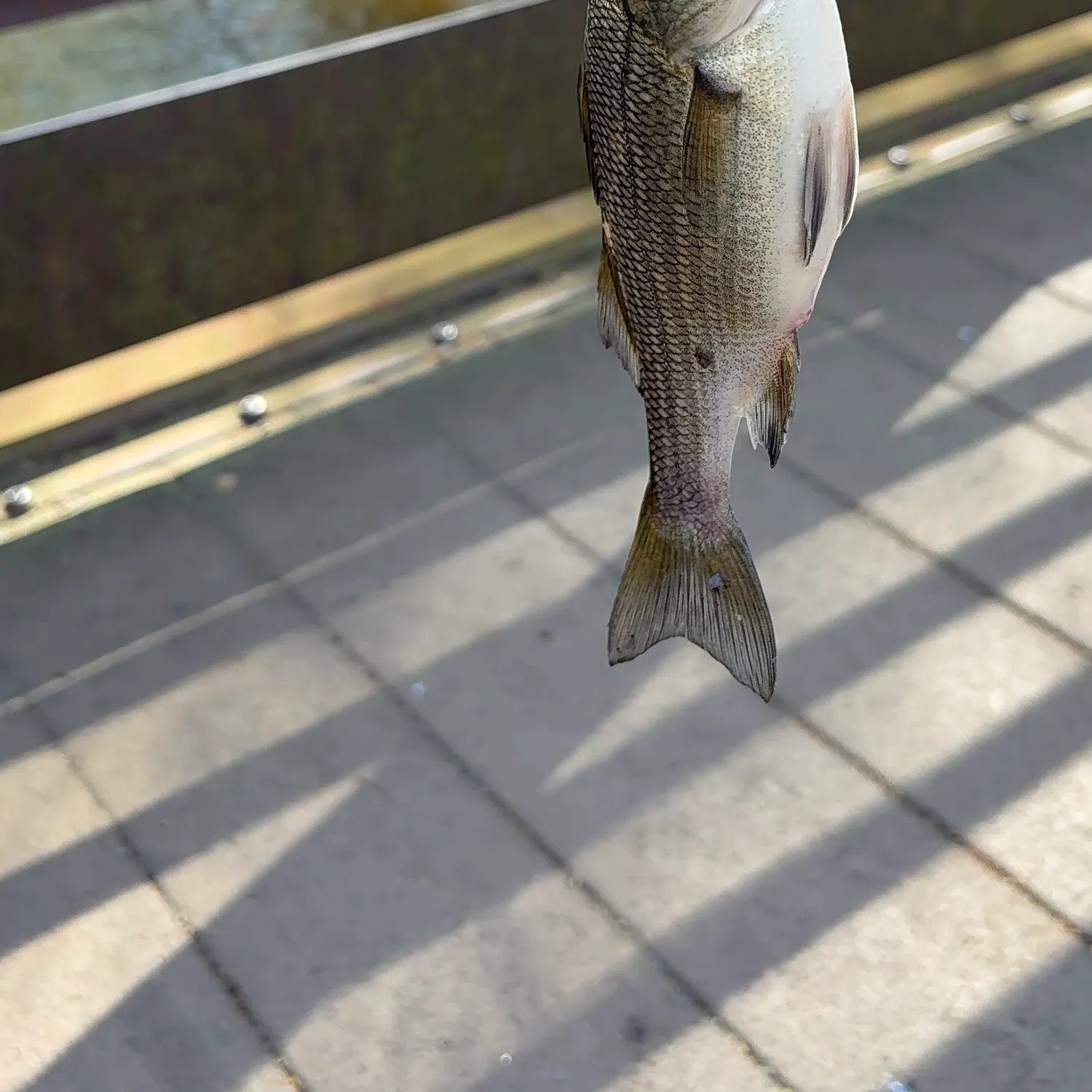 The most recent Fallfish catches on Fishbrain