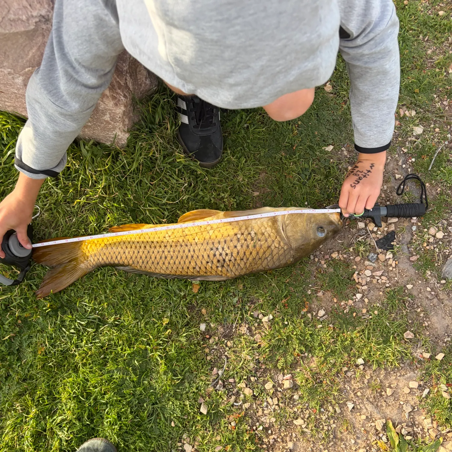 Common carp caught on Fishbrain