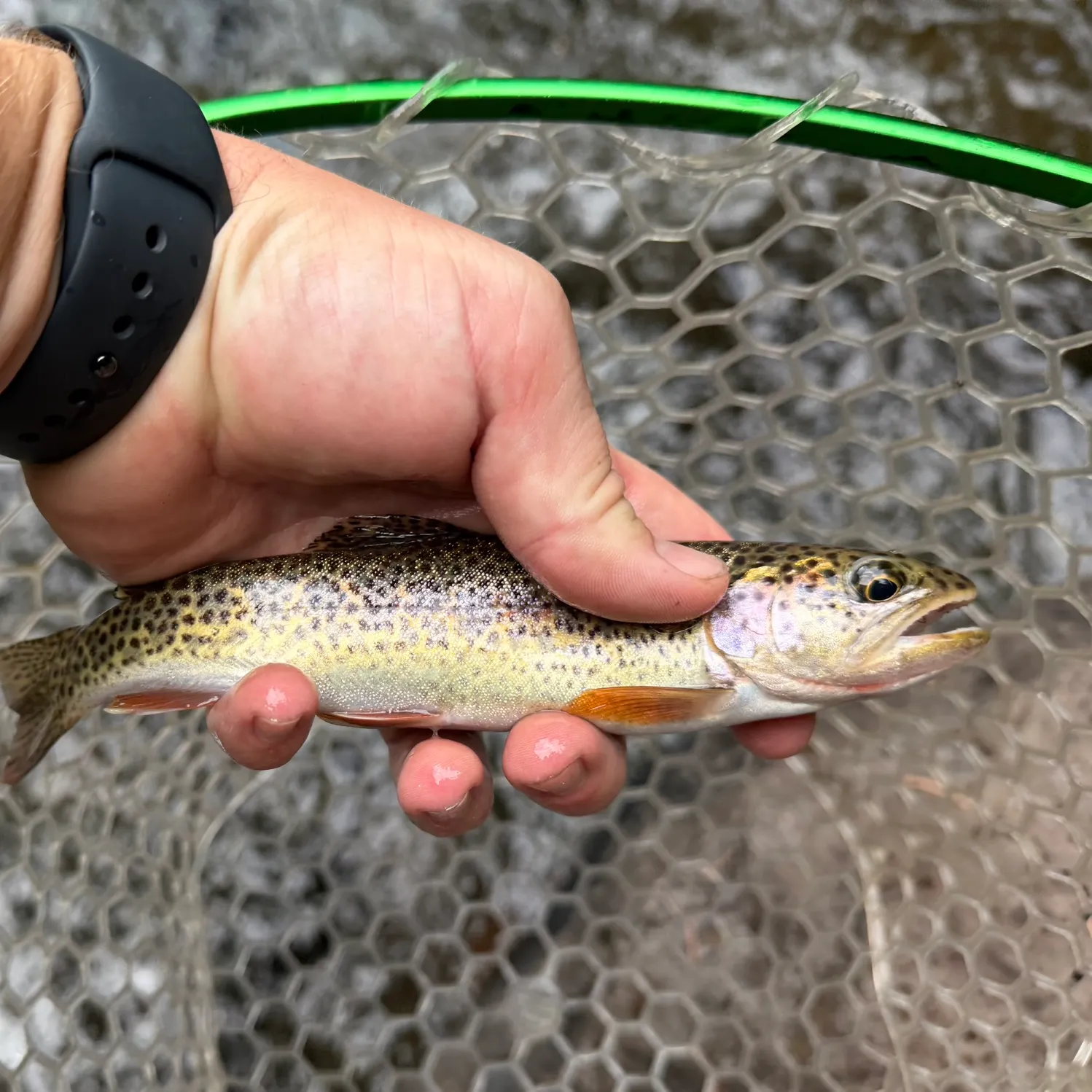 Coastal cutthroat trout caught on Fishbrain