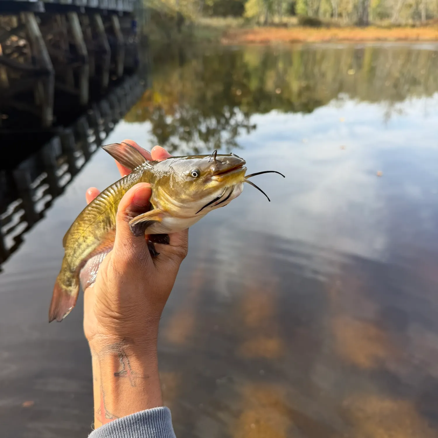 Black bullhead caught on Fishbrain