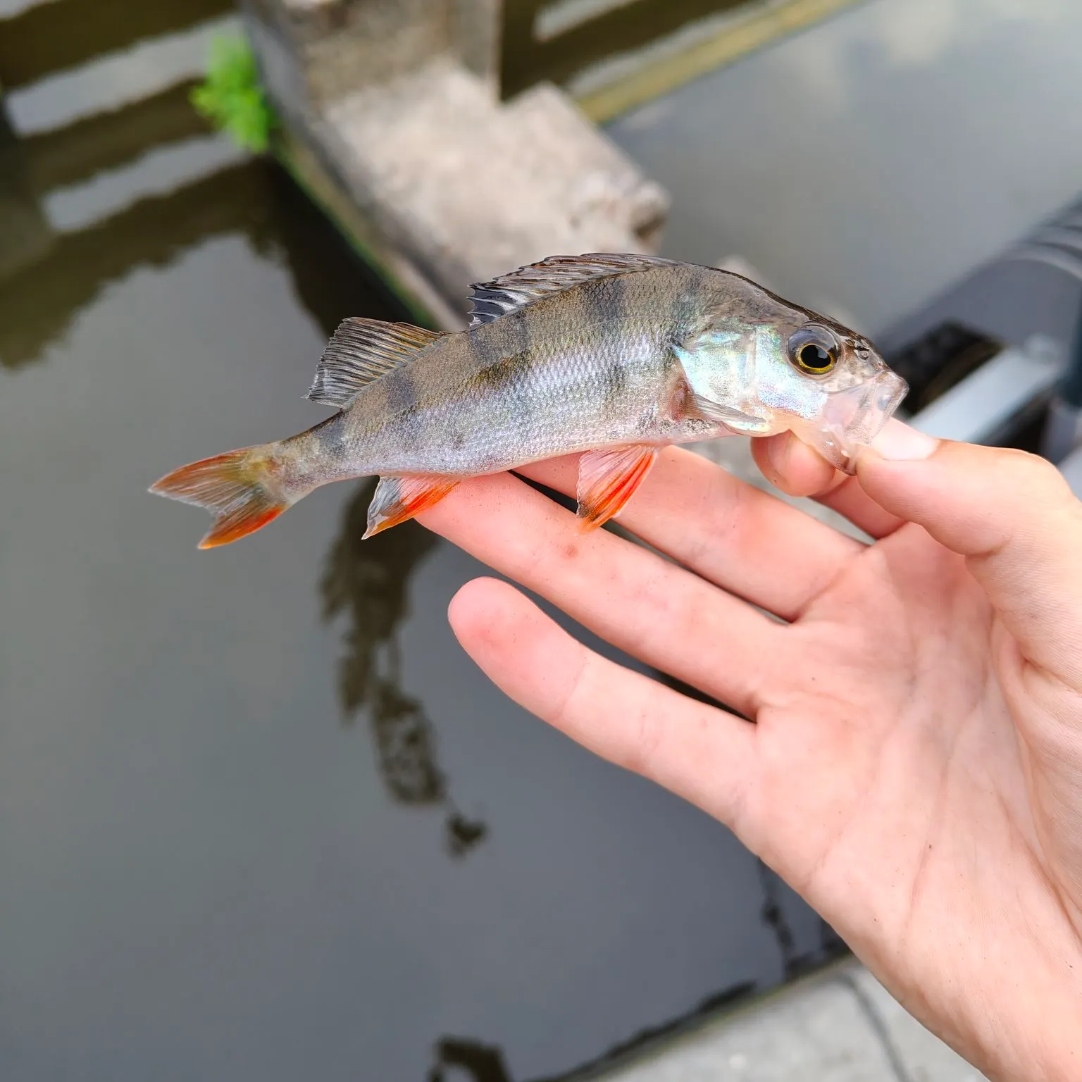 European perch caught on Fishbrain