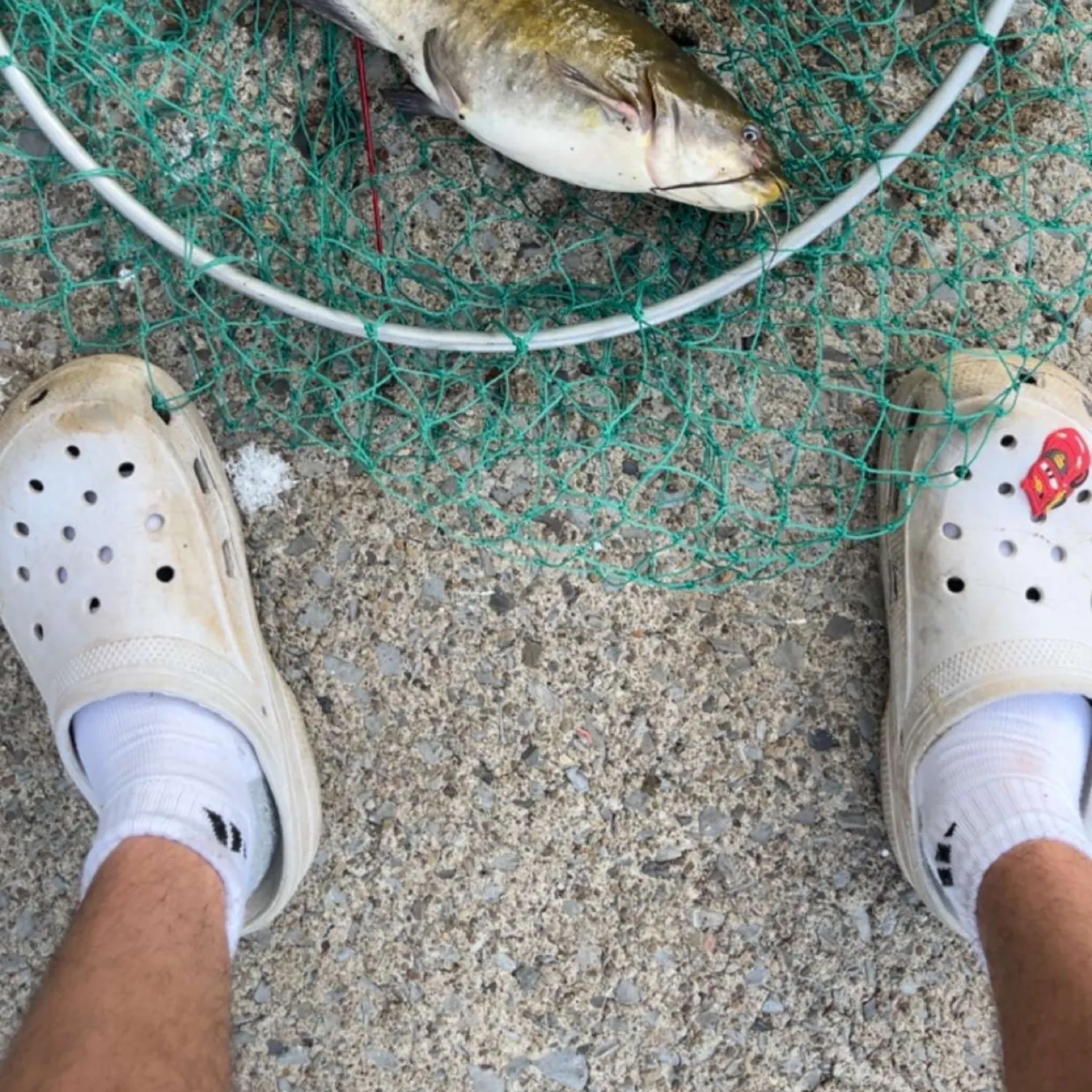 The most recent Brown bullhead catches on Fishbrain