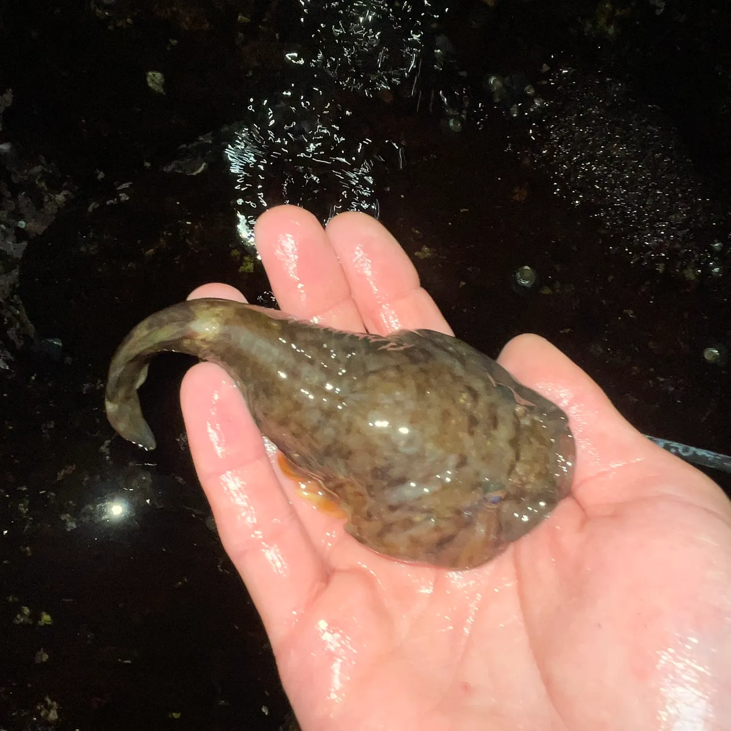 The most recent Northern clingfish catches on Fishbrain