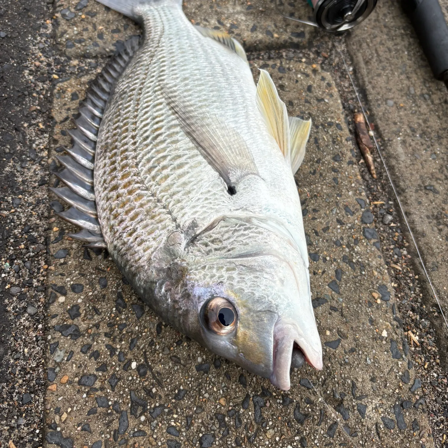 The most recent Surf bream catches on Fishbrain