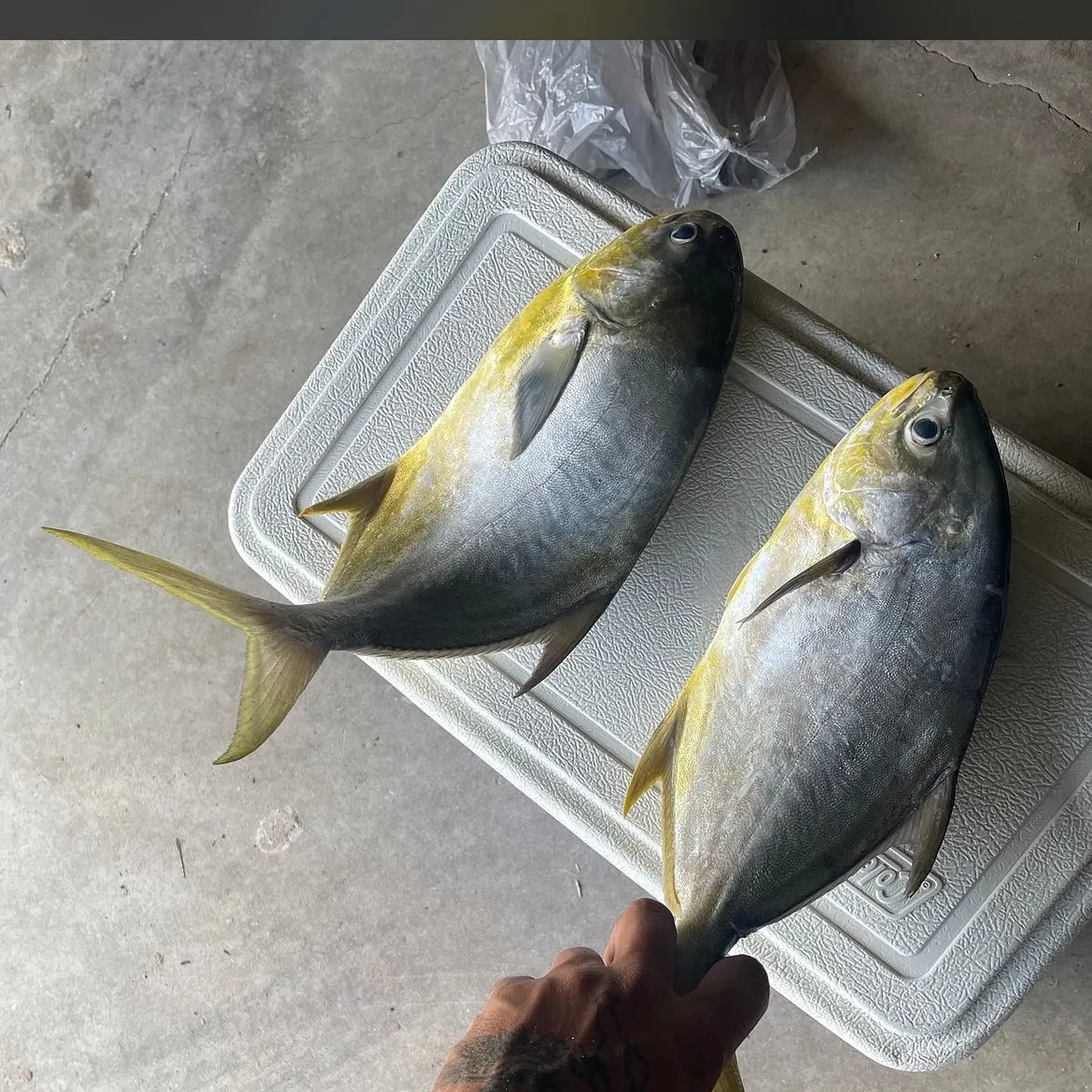 Florida pompano caught on Fishbrain