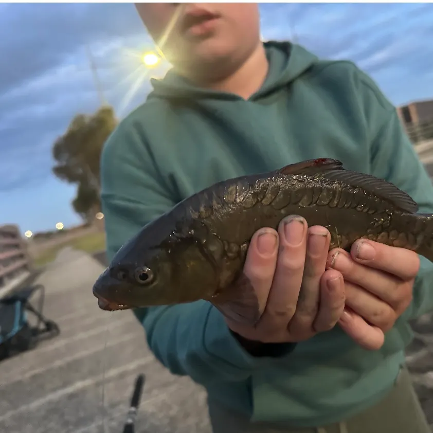 The most recent Mirror carp catches on Fishbrain