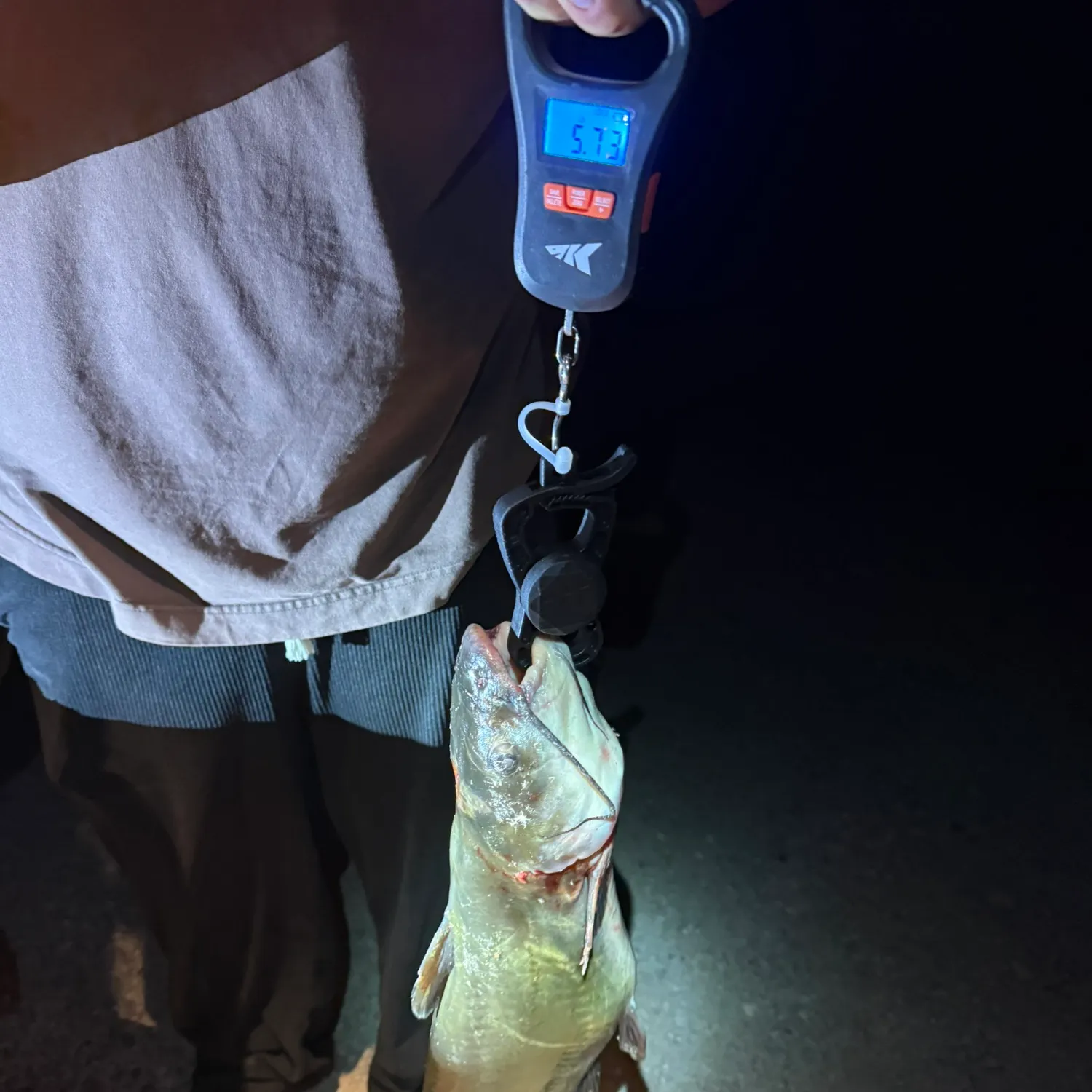 Channel catfish caught on Fishbrain