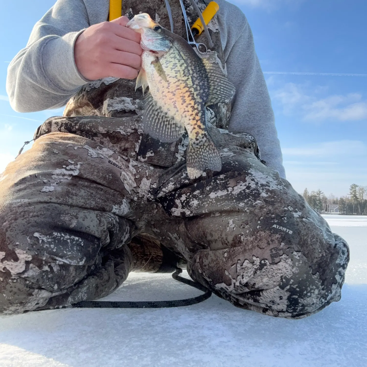 The most recent Black crappie catches on Fishbrain