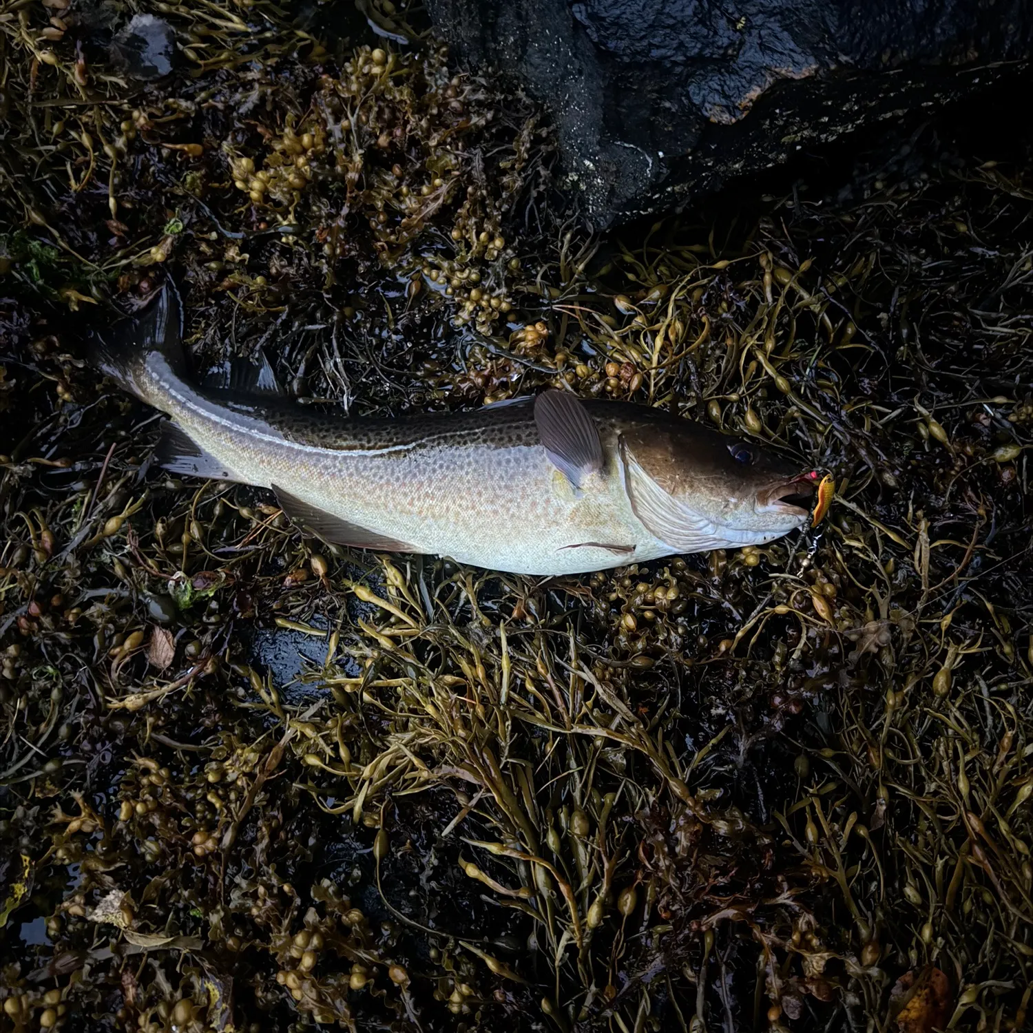 Atlantic cod caught on Fishbrain