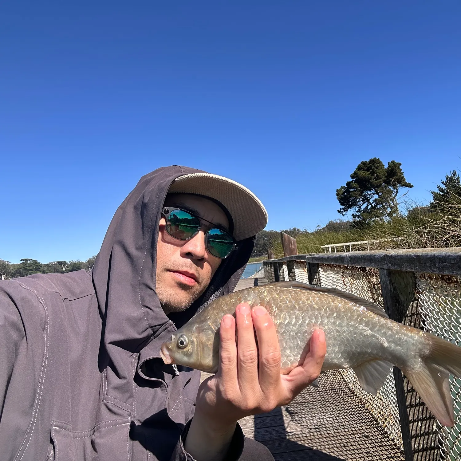 Crucian carp caught on Fishbrain