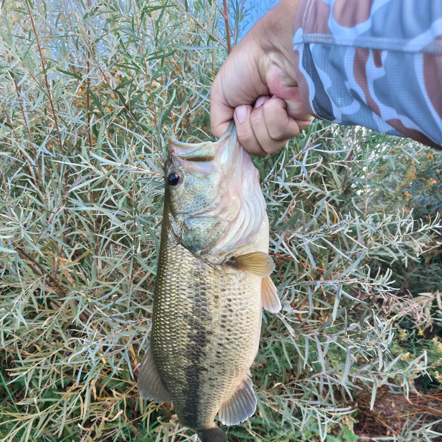 Largemouth bass caught on Fishbrain