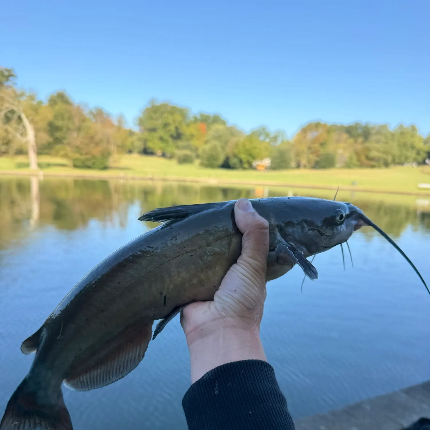 Channel catfish caught on Fishbrain
