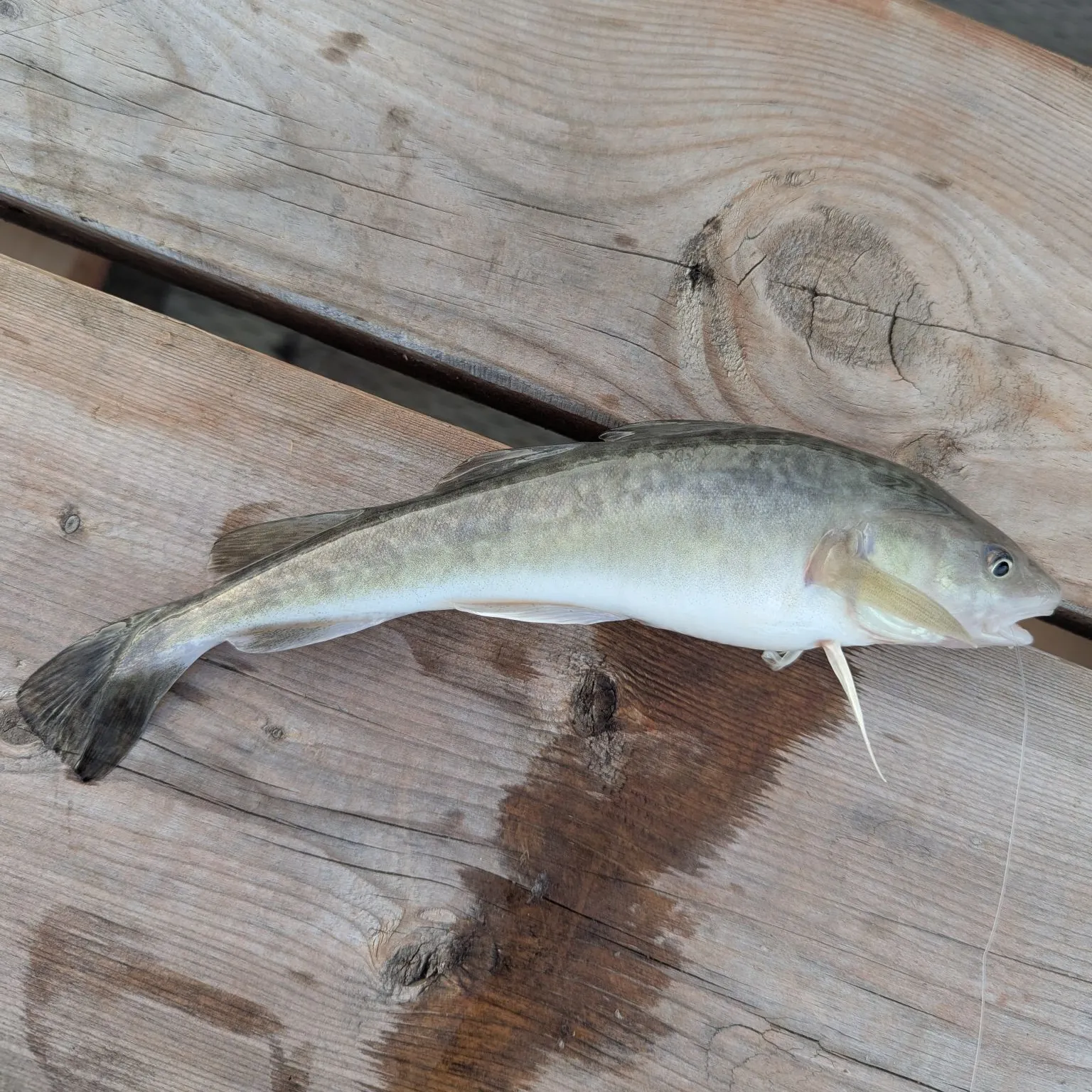 The most recent Atlantic tomcod catches on Fishbrain