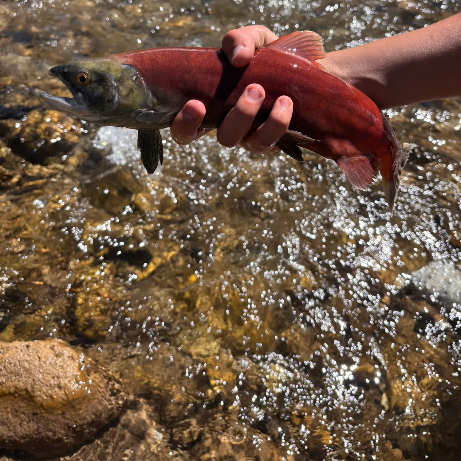 Kokanee salmon caught on Fishbrain