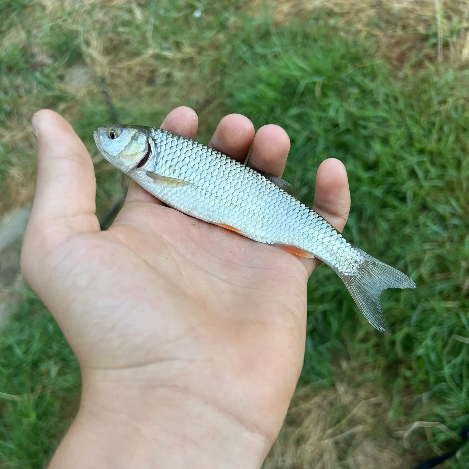 European chub caught on Fishbrain