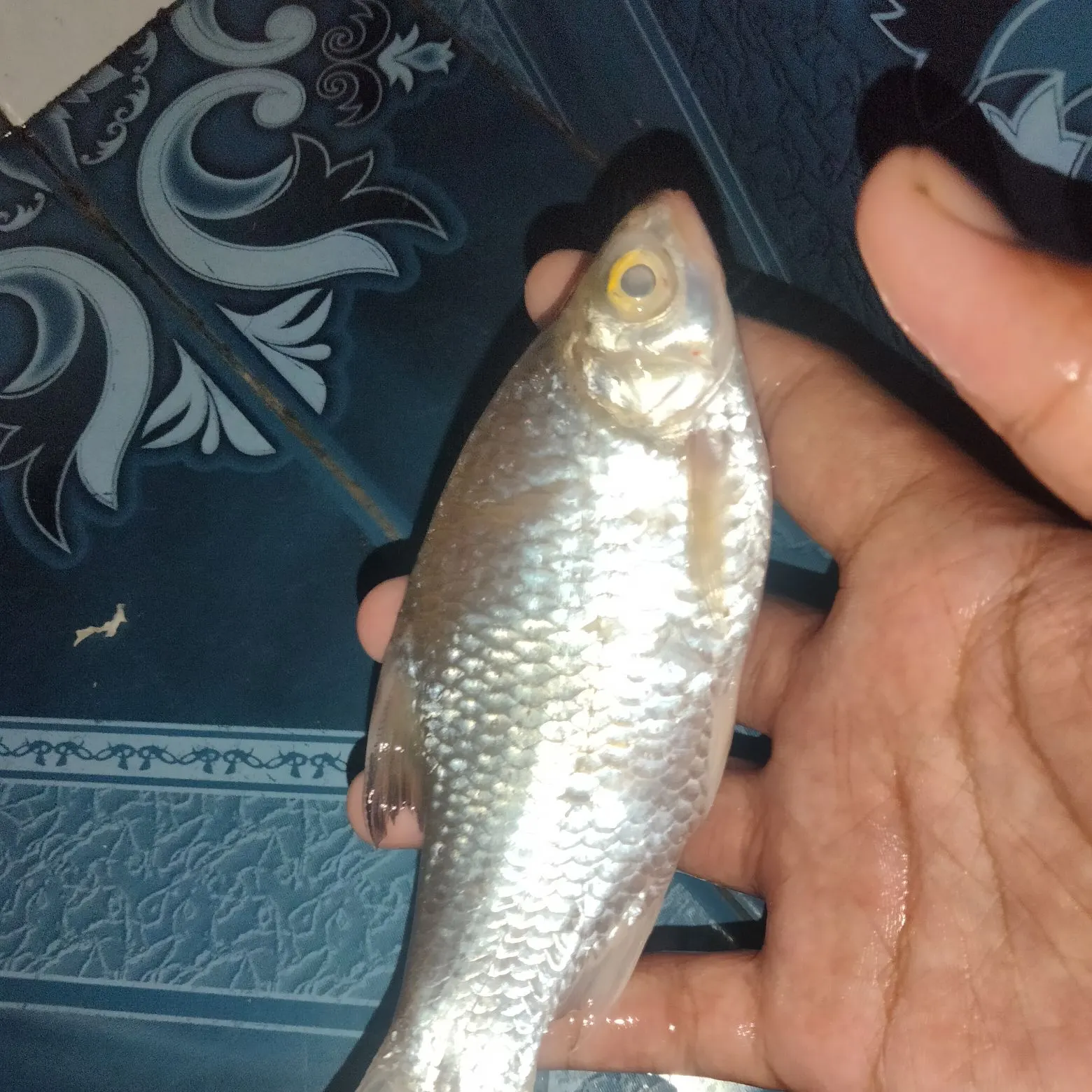 The most recent Java barb catches on Fishbrain