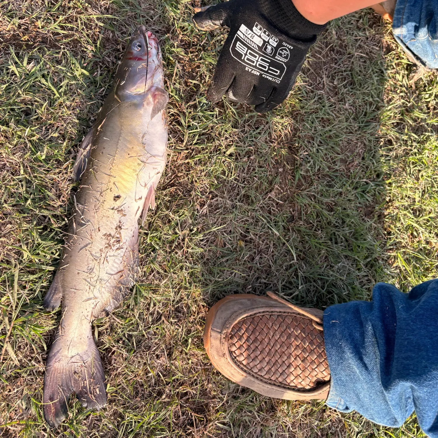 Channel catfish caught on Fishbrain
