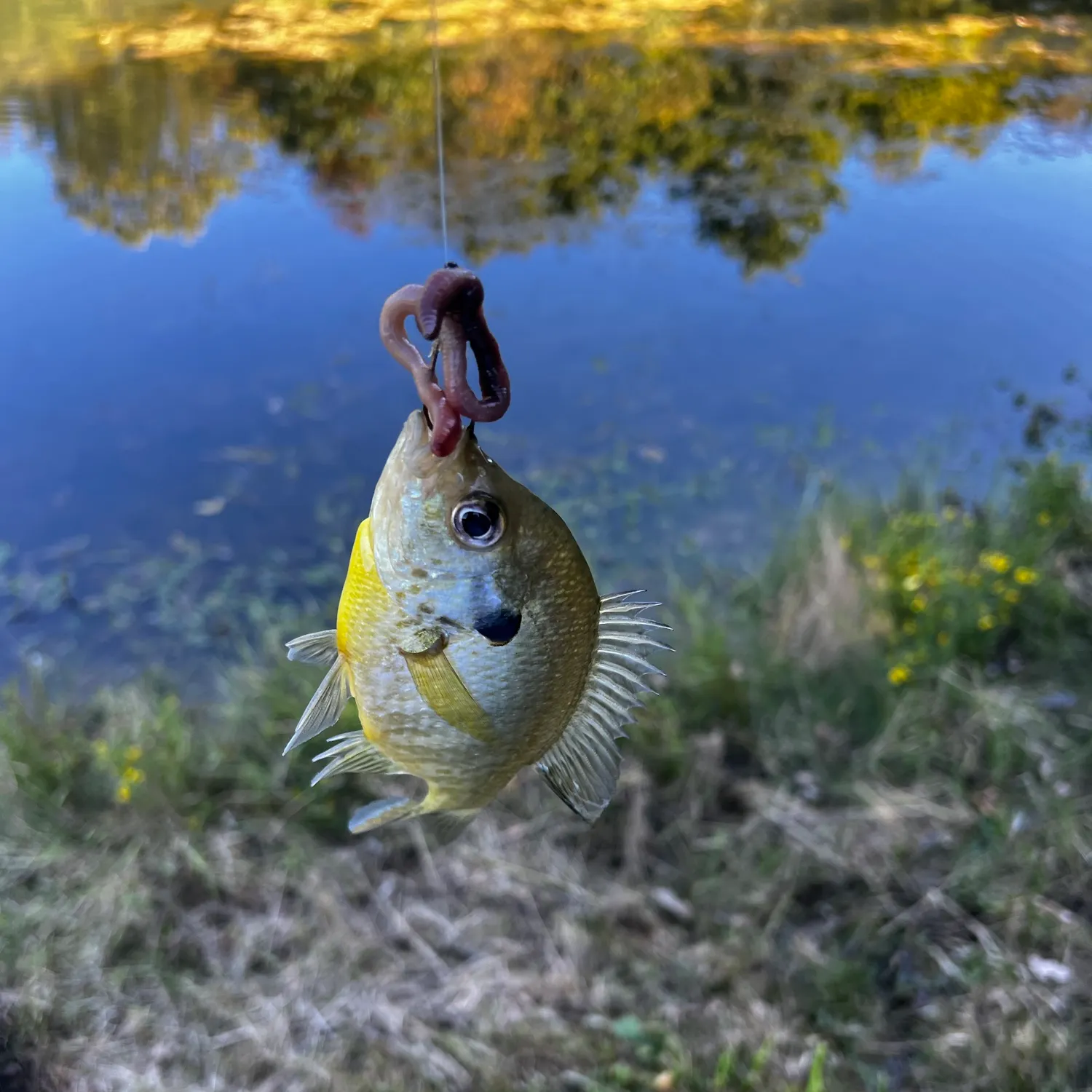 Bluegill caught on Fishbrain