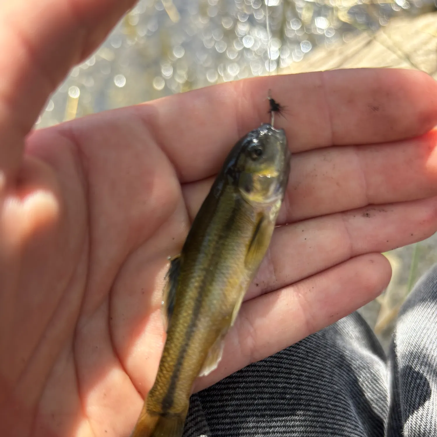 The most recent Fathead minnow catches on Fishbrain