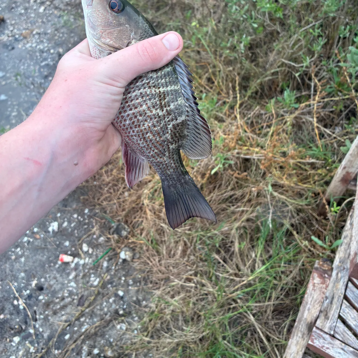 Fish caught on Fishbrain